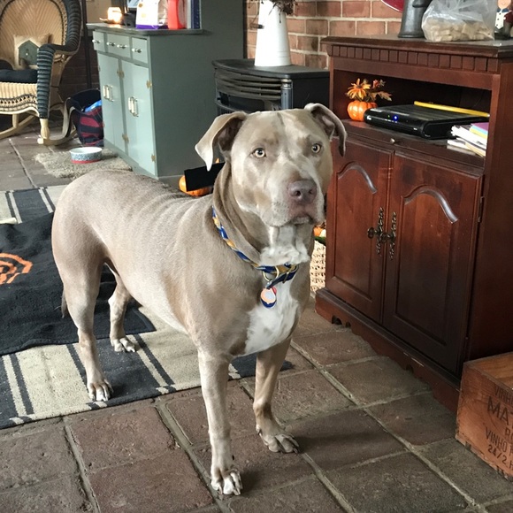 Meet your Posher, Jodi - Picture 1 of 1